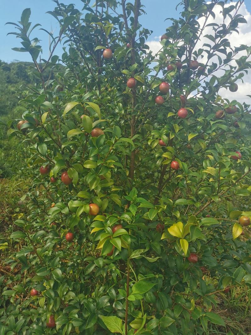 油茶果。