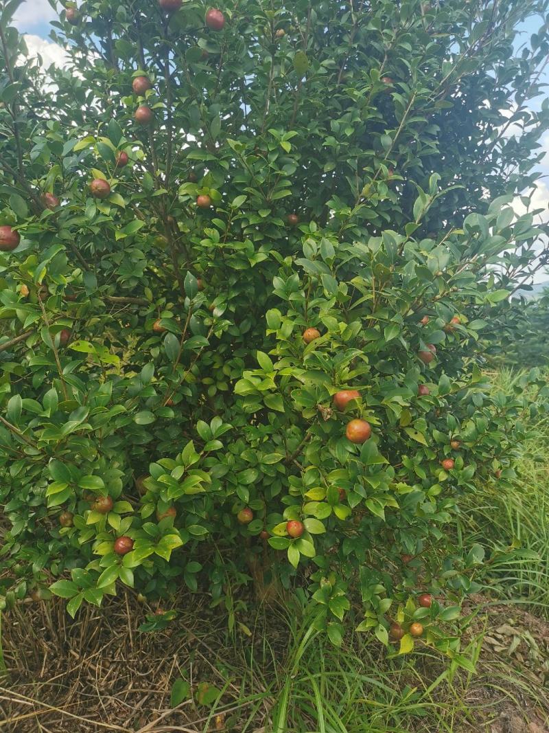 油茶果。