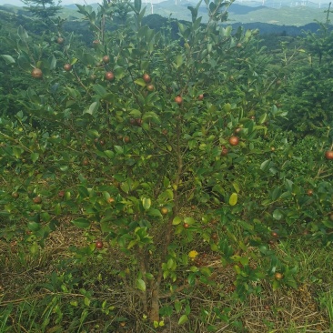 油茶果。