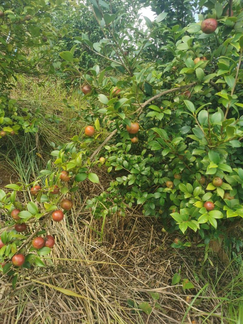 油茶果。