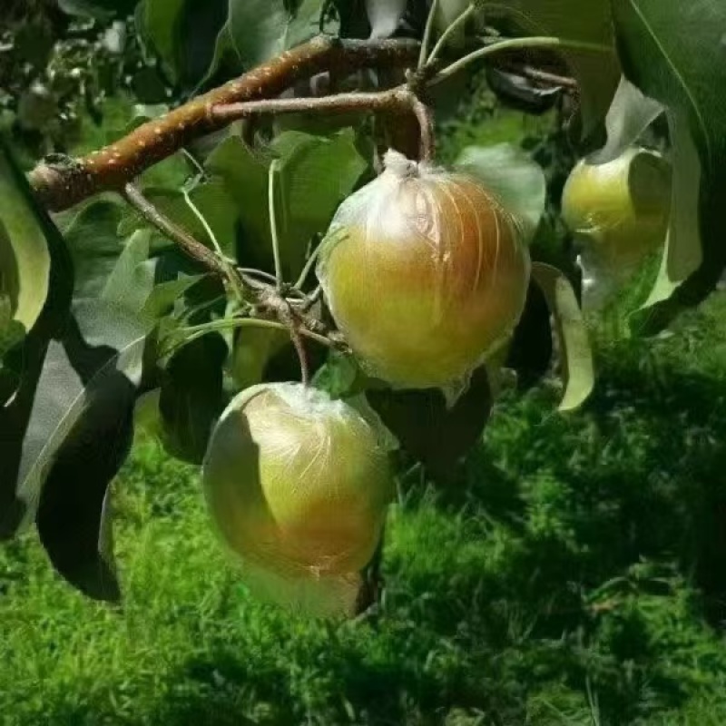 隰县玉露香梨，