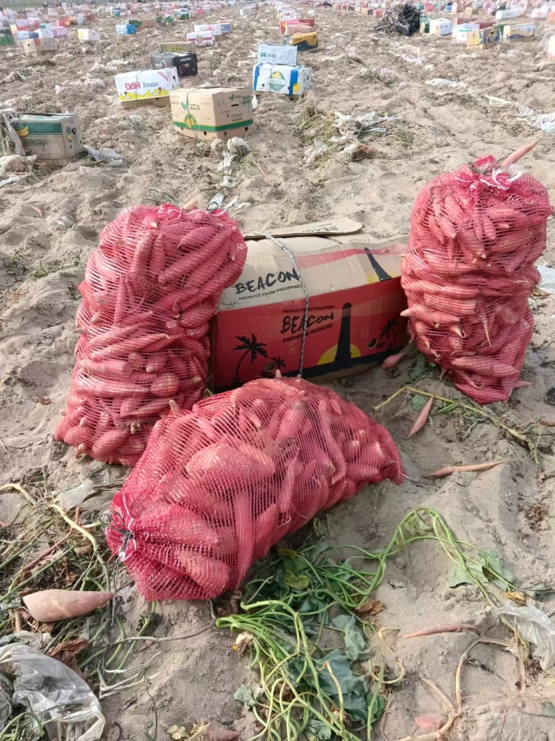 辽宁锦州烟薯