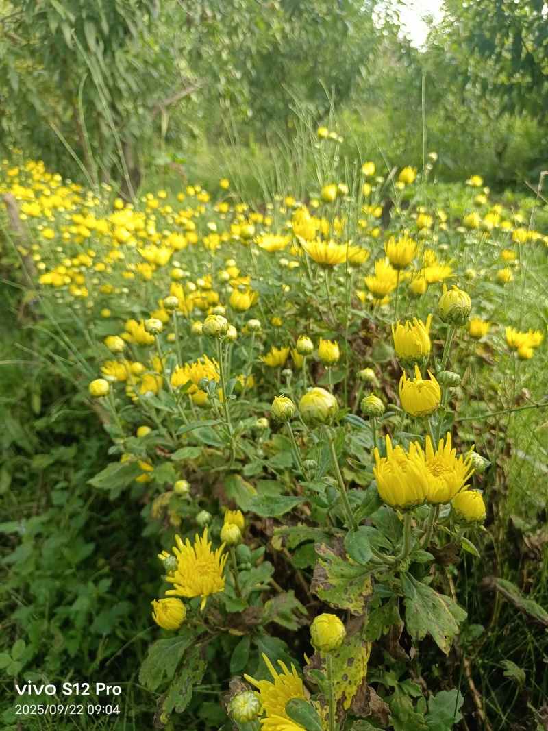 菊花