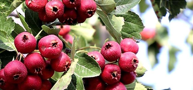 山东莱芜山楂