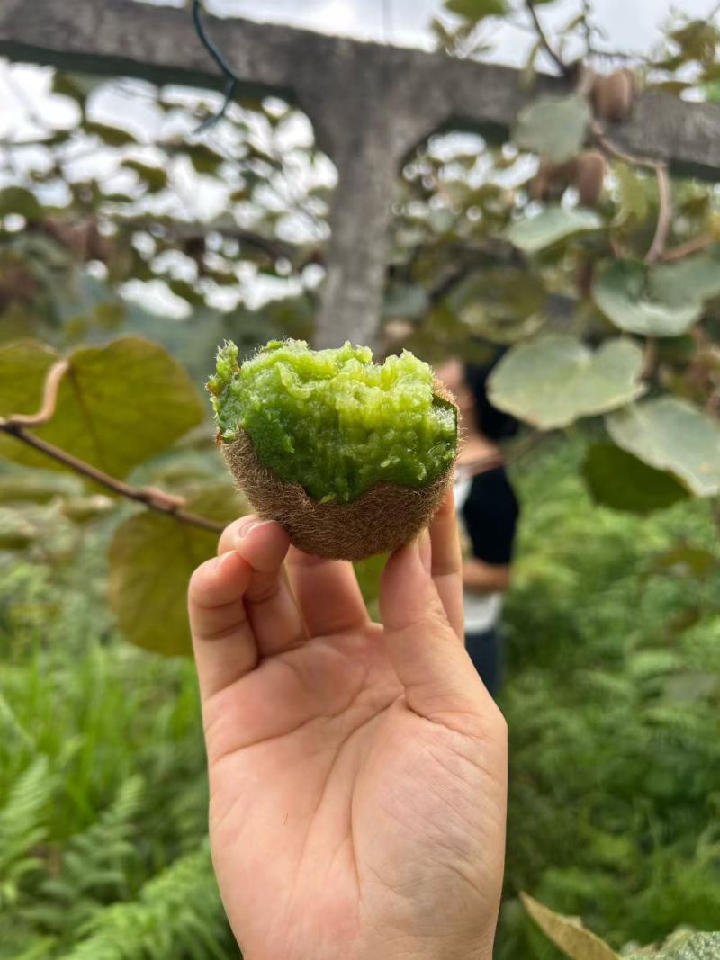 贵州修文猕猴桃
