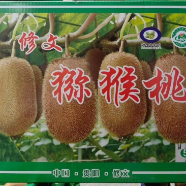 贵州修文猕猴桃