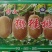 贵州修文猕猴桃