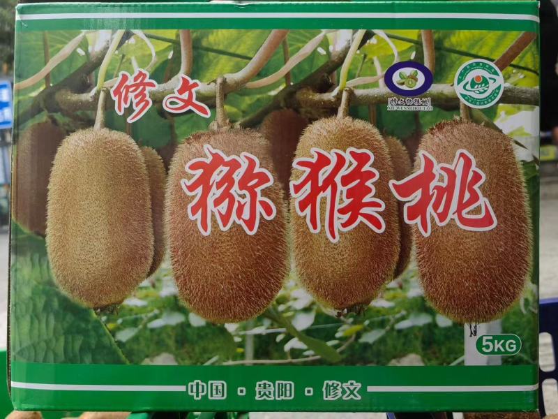 贵州修文猕猴桃