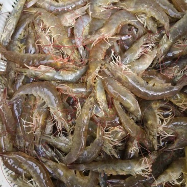 南美白对虾（8-30头）