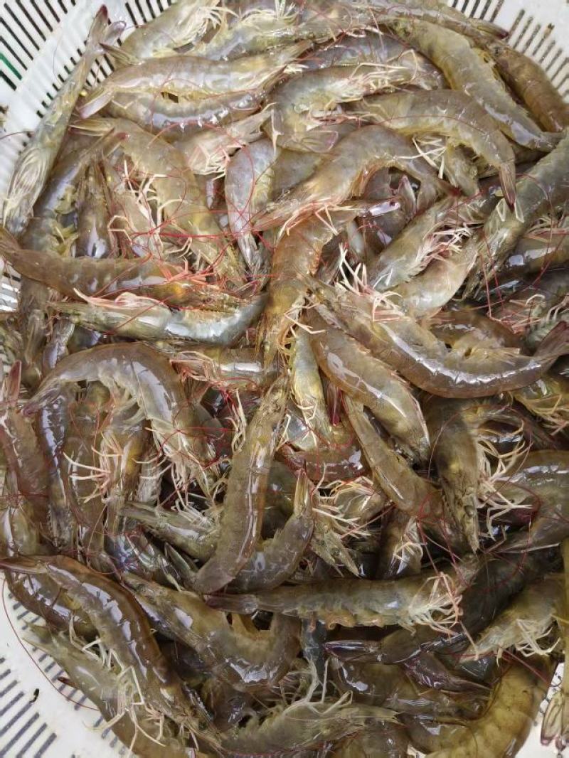 南美白对虾（8-30头）