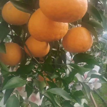 资阳原产地耙耙柑。蜜桔