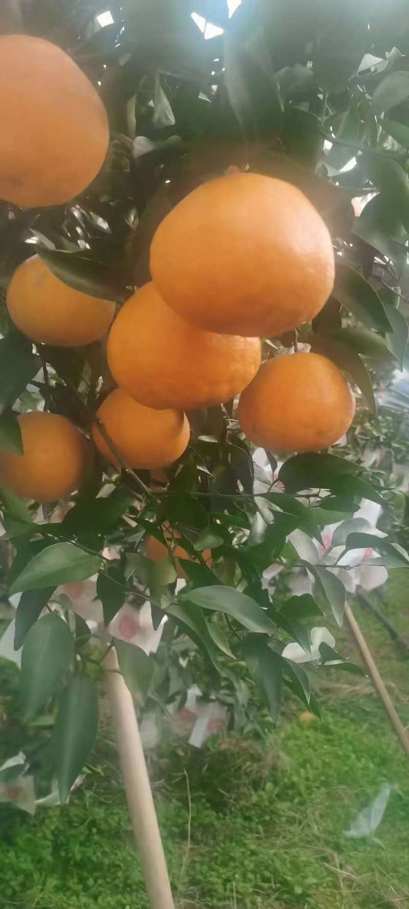 资阳原产地耙耙柑。蜜桔
