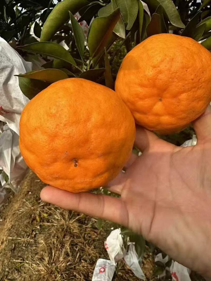 资阳原产地耙耙柑。蜜桔