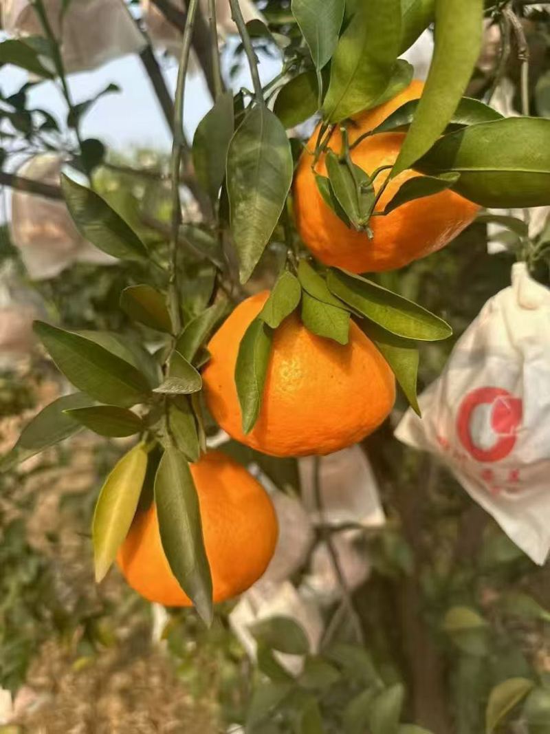 资阳原产地耙耙柑。蜜桔