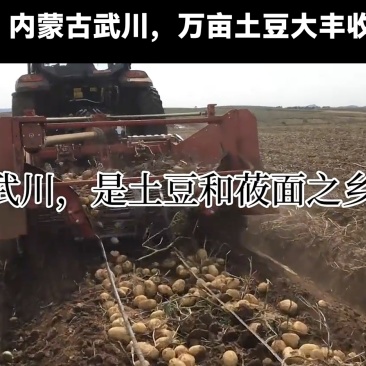 内蒙武川土豆