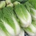 大白菜