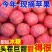 红富士苹果各电商平台一件代发