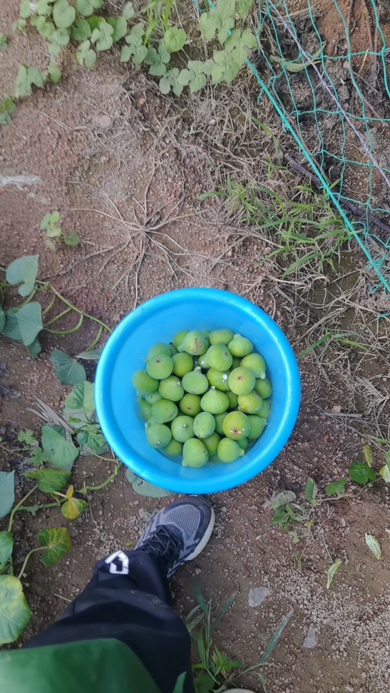 威海无花果自家产，主营批发，