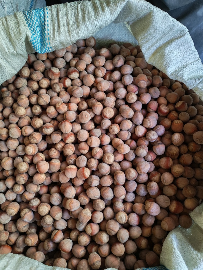 自己家种的大榛子