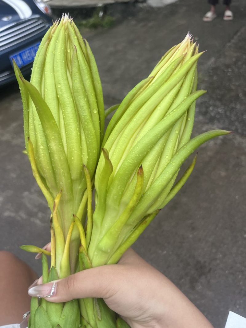 我有生花，自己种植，可以大量批发，需要的私
