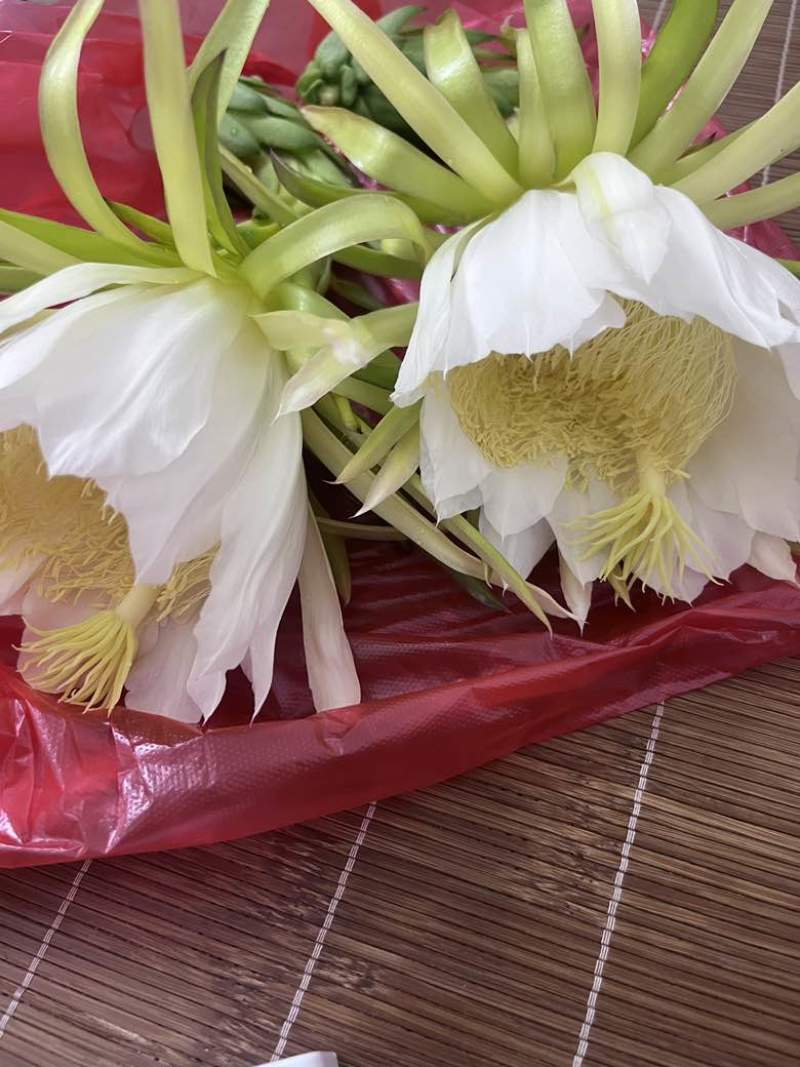我有生花，自己种植，可以大量批发，需要的私