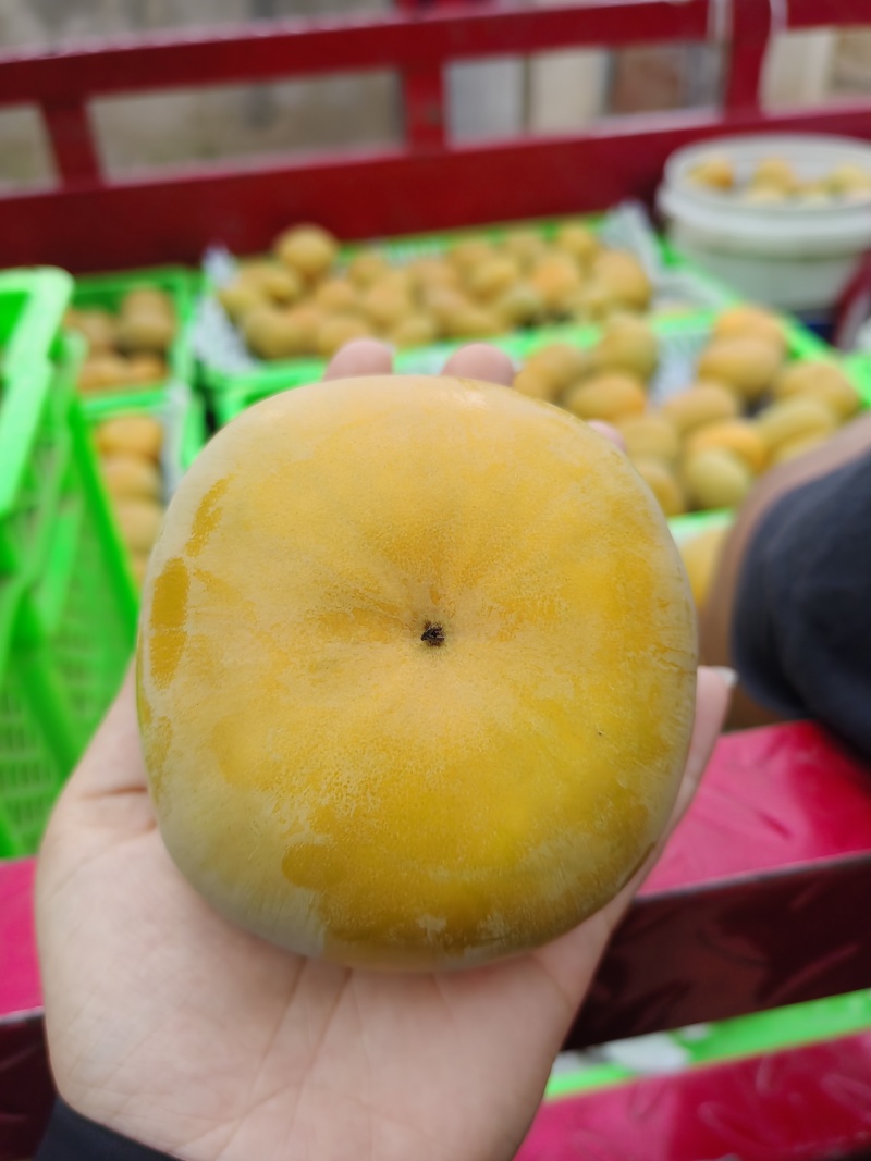 次郎脆柿大量上市，价格便宜，欢迎订购