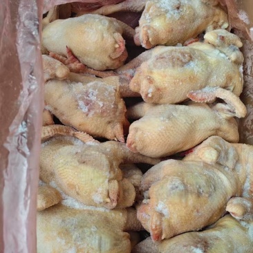 二级老母鸡10只装，10吨