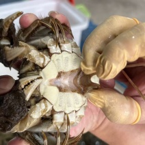精品河蟹