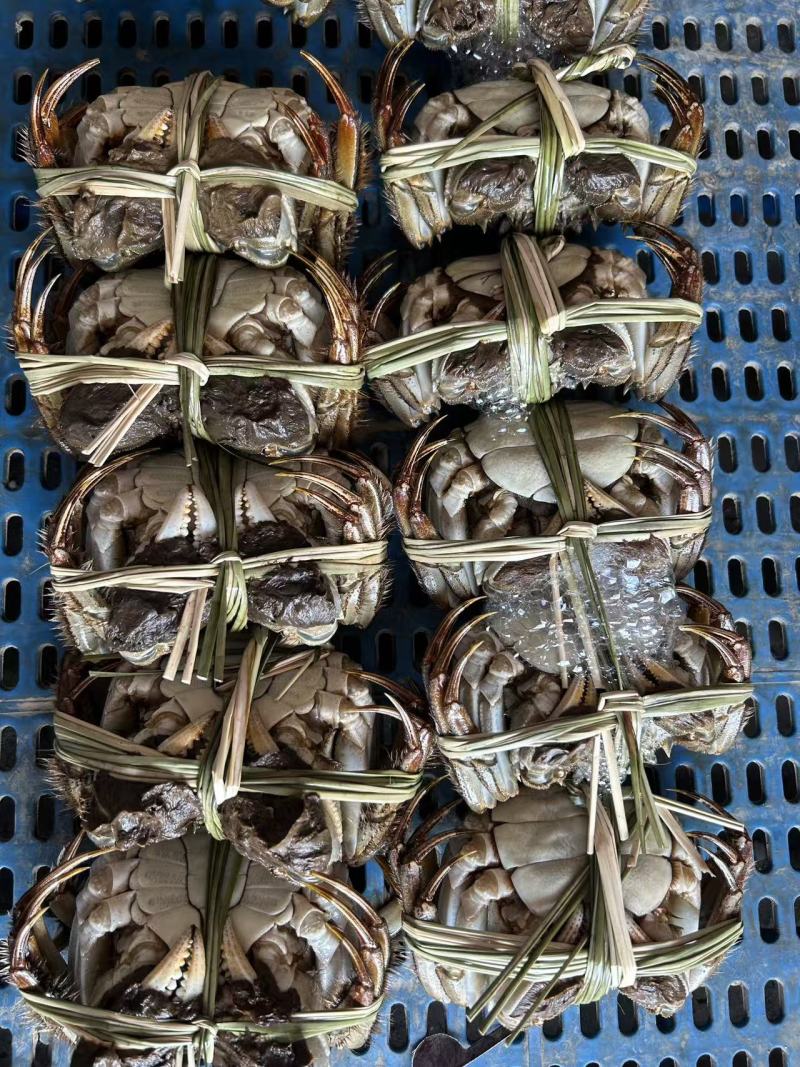 精品河蟹