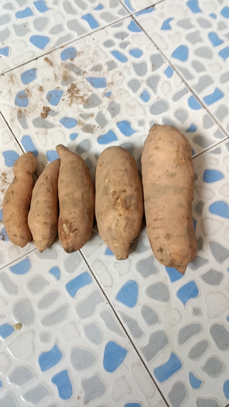 精品红薯黄皮黄心无虫无裂开的