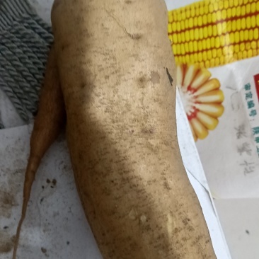 精品红薯黄皮黄心无虫无裂开的