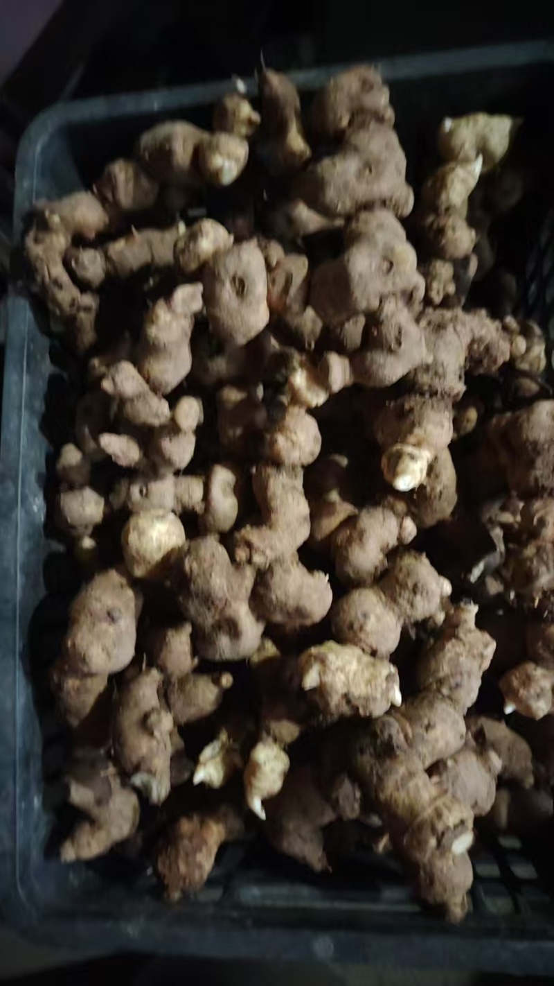鸡头黄精