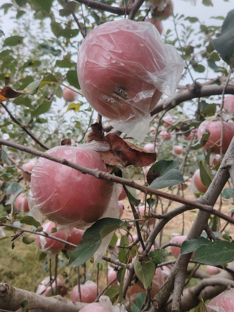 陕西红富士苹果