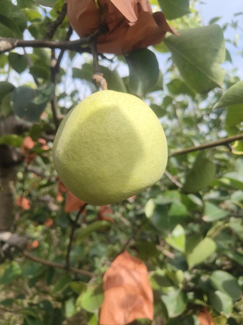 山西文水酥梨