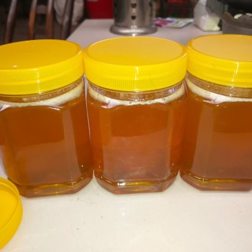 自己养的土蜂蜜