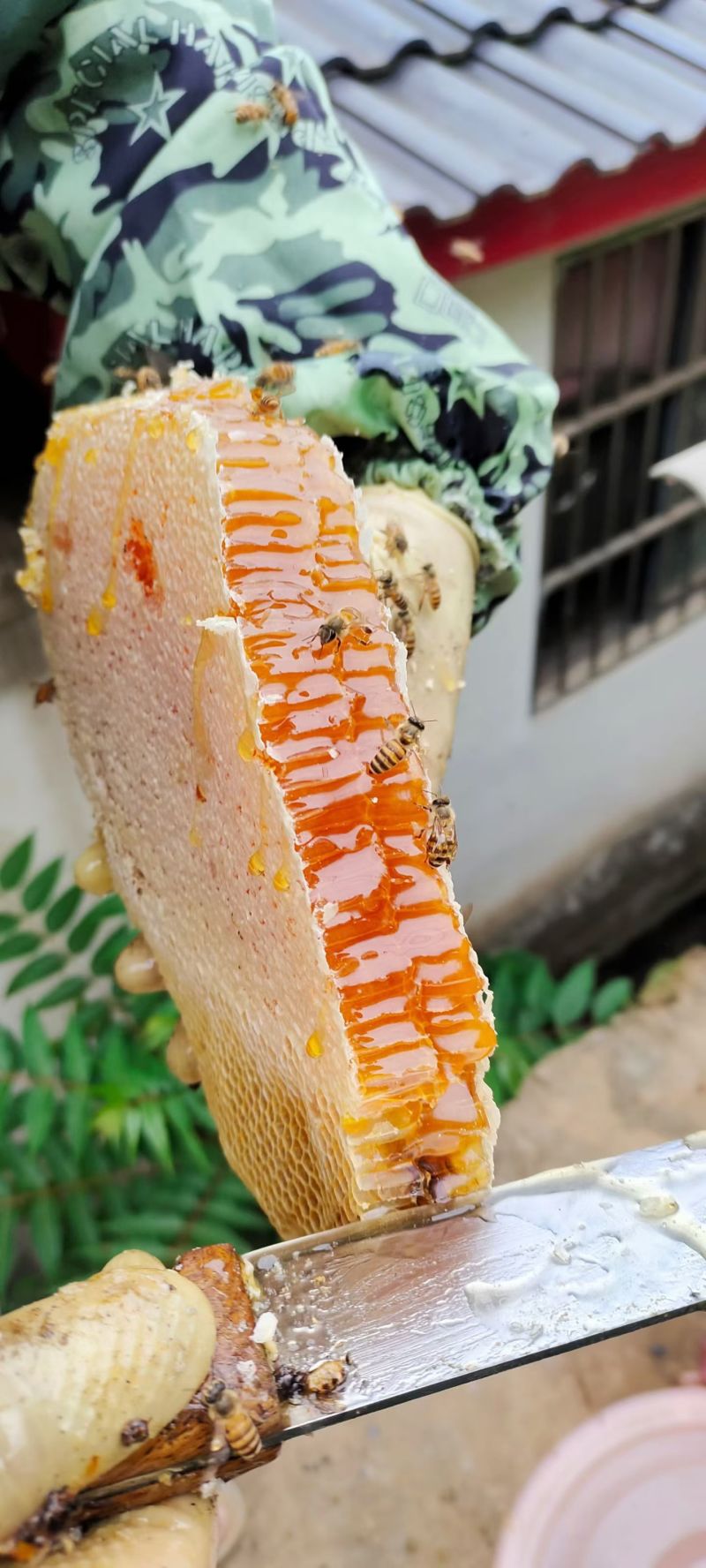 自己养的土蜂蜜
