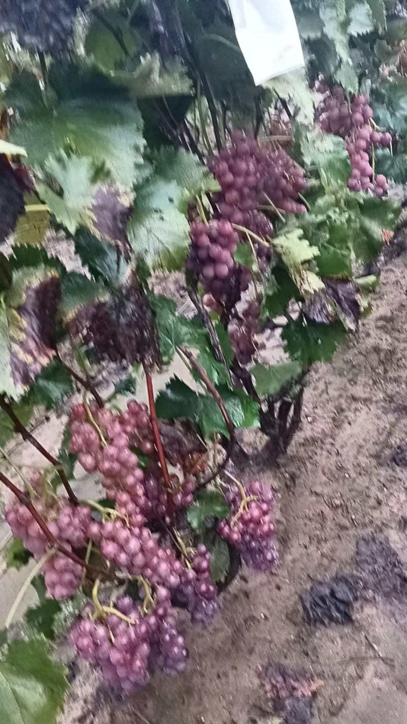 巨峰葡萄