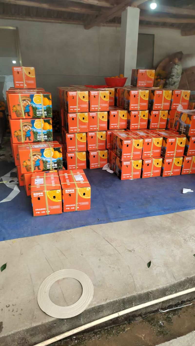 江西正宗赣南脐橙