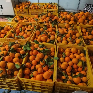 江西正宗赣南脐橙