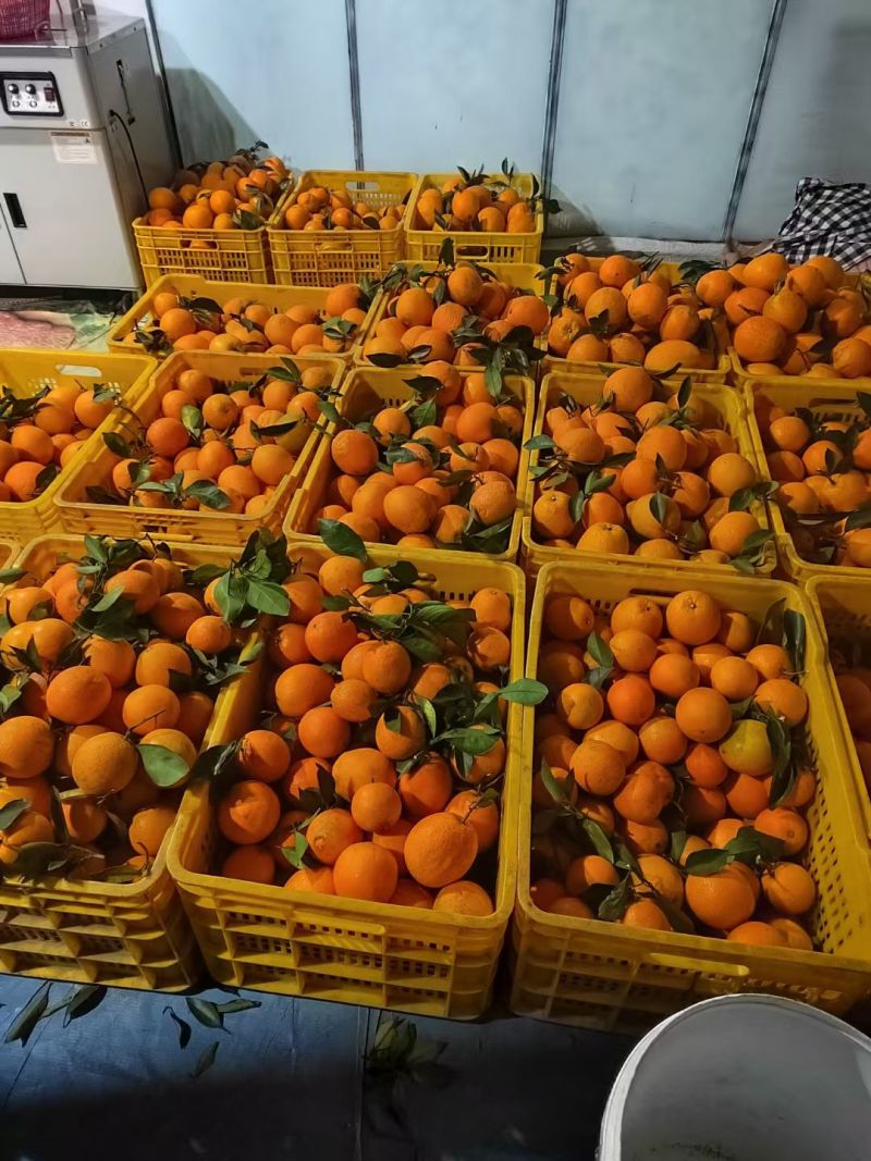 江西正宗赣南脐橙