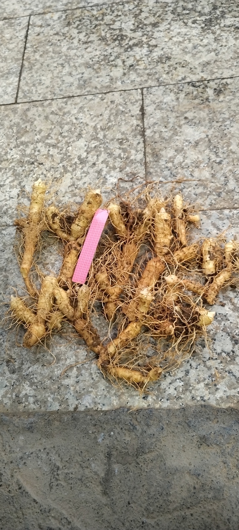 鲜玉竹