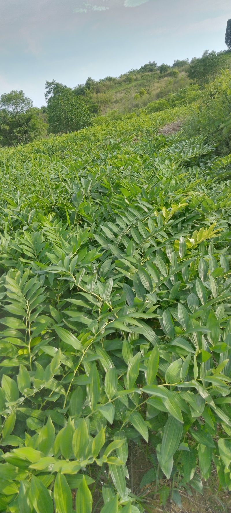 鲜玉竹