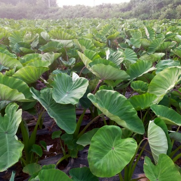 荔浦芋头约20000斤