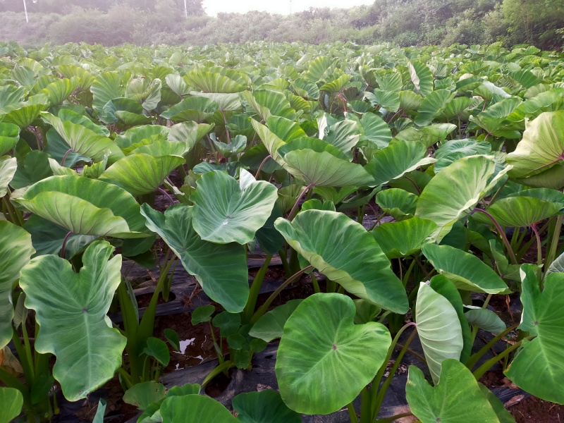 荔浦芋头约20000斤