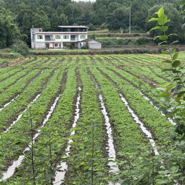 小白菜上海青