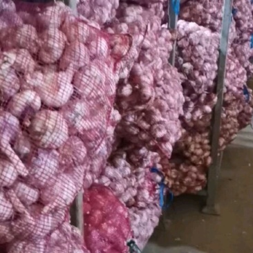 蒜