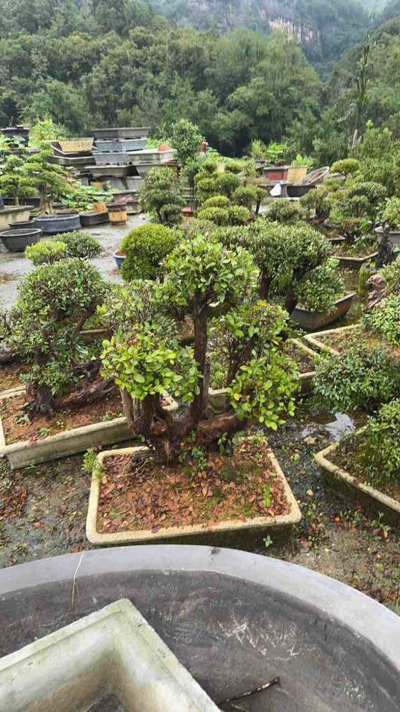 赤楠盆景