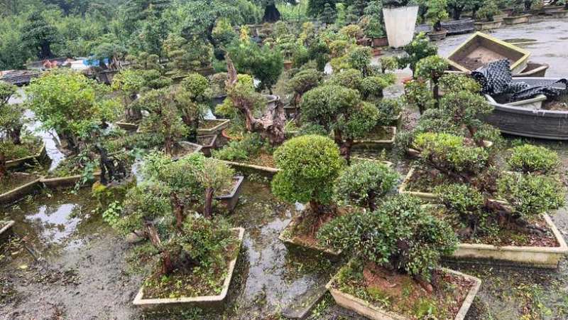 赤楠盆景