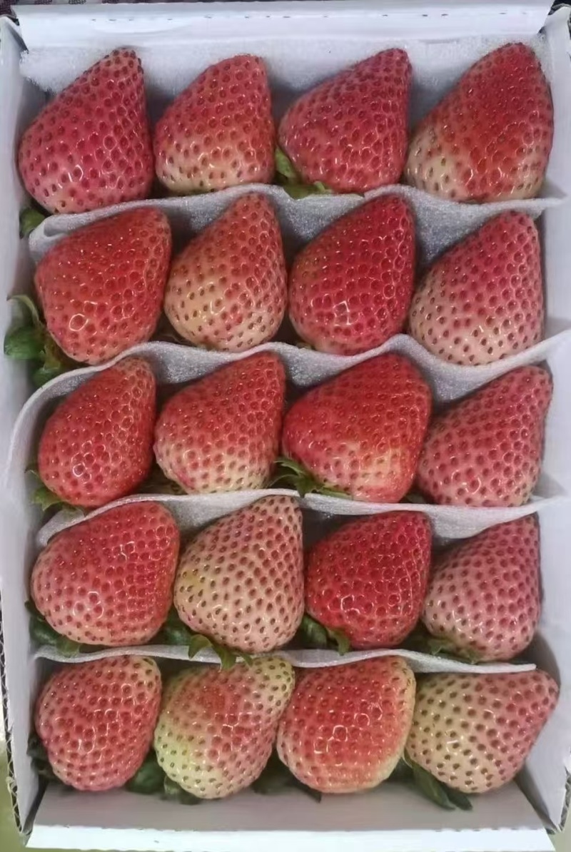 云南夏季草莓