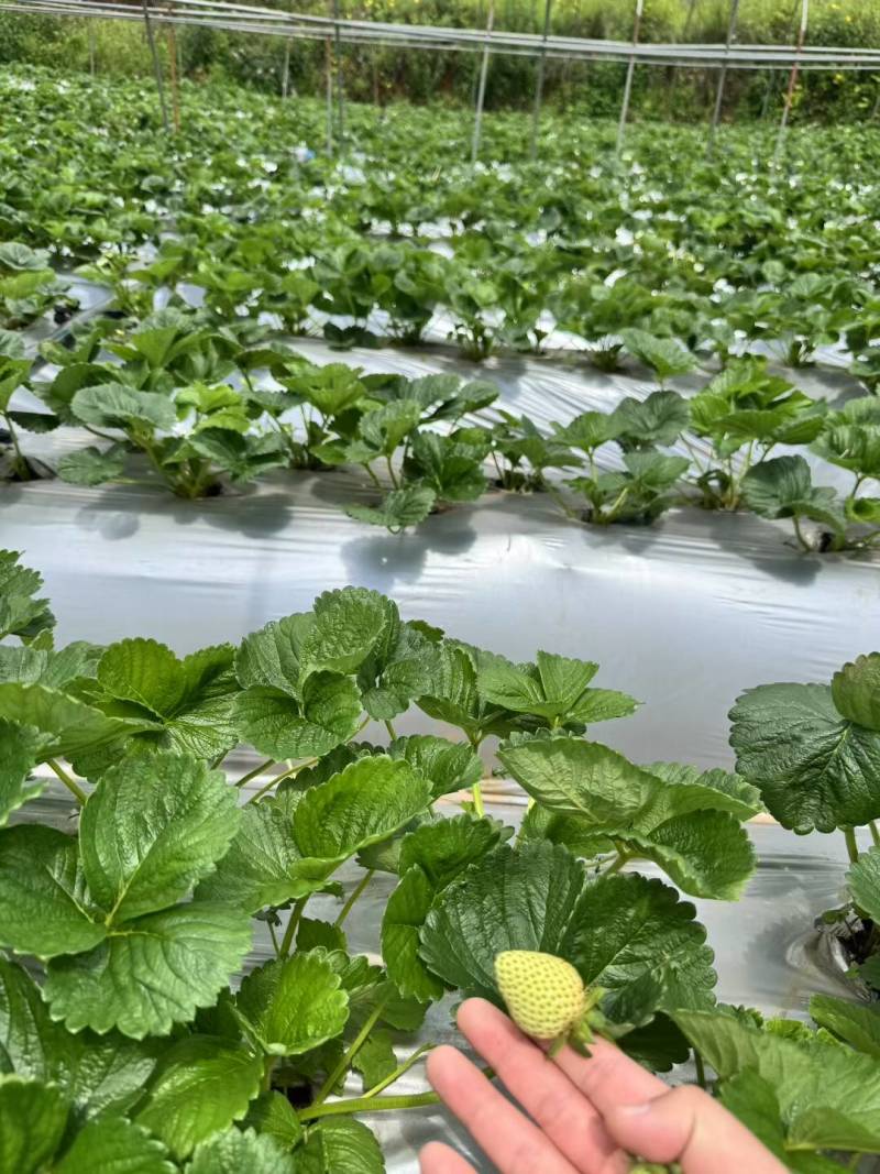 云南夏季草莓